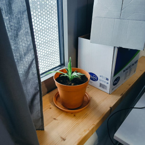 ecoplante2
